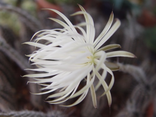 Flowering setiechinopsis mirabilis