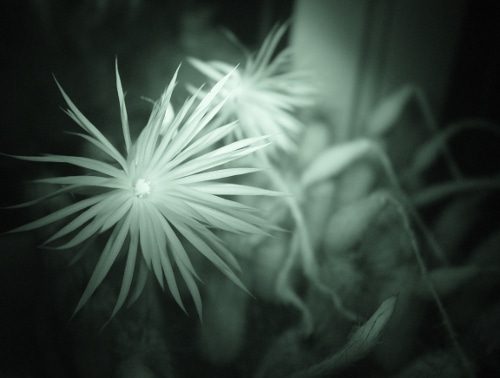 Flowering setiechinopsis mirabilis (infrared image)