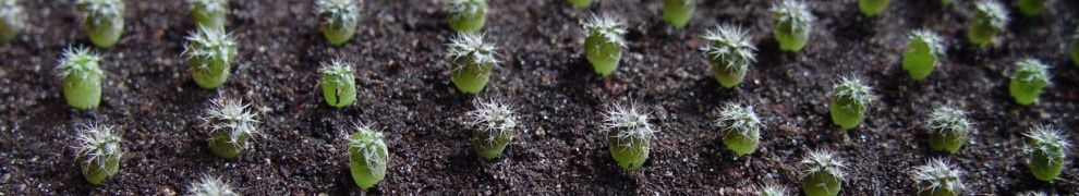 Seedlings of setiechinopsis mirabilis